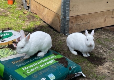 lapins jardin Molière Longchamp